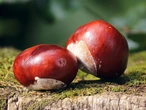 Kasztan pod poduszką pomaga na sen. Prawda czy mit?