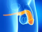 Penis – budowa, funkcje i najczęstsze choroby