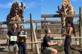 Vídeo: girafa ajuda homem a pedir namorada veterinária em casamento