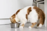 Perigosos: 8 alimentos tóxicos para os gatos, segundo uma veterinária
