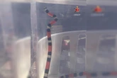 Cobra é resgatada por bombeiros em unidade militar do DF. Vídeo