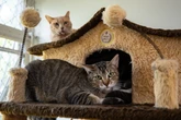Gatos protegem outros felinos “amigos” e não “parentes”; entenda