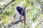 Expansão agrícola ameaça macaco que vive apenas na Caatinga