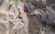 Romeiros flagram 3 cobras enroladas às margens de rio em Goiás. Vídeo