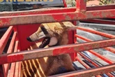 Vídeo: lobo-guará invade restaurante, mata galinhas e é capturado