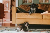 Animais também ficam mais mal-humorados com a idade, revela estudo