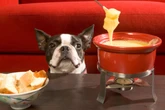 Seu pet está pronto para ir ao restaurante? Veja cuidados necessários