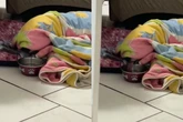 Vídeo: cadela preguiçosa viraliza ao beber água sem sair da coberta