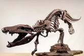 Fóssil de réptil gigante que comia dinossauros é achado na Patagônia