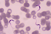 Amazônia: mudanças climáticas podem ampliar risco da doença de Chagas