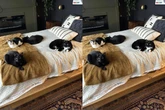 Coração de mãe sempre cabe mais um: mulher viraliza ao adotar 7 pets