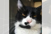 Frajolito, o gato influencer, disputa prêmio iBest 2025 e encanta web