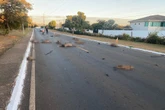Lago Sul: condutor de carreta foge após atropelar e matar 13 capivaras