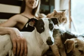 Conheça 4 ferramentas que ajudam a localizar animais perdidos