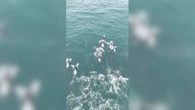 Mais de 100 golfinhos são vistos nadando perto de farol em SC. Veja
