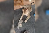 Mogi Guaçu irá rescindir com empresa de castração após morte de gatos