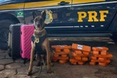 Cão policial Konan acha 25 kg de maconha perfumada em ônibus. Vídeo