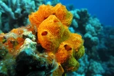 Esponjas foram os primeiros animais a povoar a Terra, sugere estudo