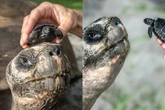 Tartaruga de 135 anos é pai pela 1ª vez e pode bater recorde
