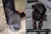 Após anos espiando por um buraco, cachorro idoso sorri ao ser adotado