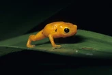 Veneno de sapo brasileiro mostra potencial na prevenção do AVC