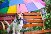 Saiba quais cuidados tomar ao passear com seu cachorro na chuva