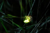 Aranha usa vaga-lumes aprisionados como iscas para atrair mais presas