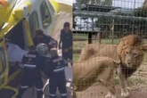 Mulher tem braço arrancado por leão em zoológico na Austrália