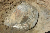 Fóssil de tartaruga gigante com 9 milhões de anos é encontrado no Acre