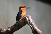 Ave extinta reaparece e põe ovos pela primeira vez em 40 anos