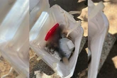 Pé humano é encontrado com materiais recicláveis em cooperativa de SP