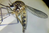 Variante pálida do Aedes aegypti é encontrada pela 1ª vez na Amazônia