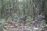 Espécie rara de felino é flagrada em câmera por cientistas; veja