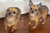 Dramático! Cachorro finge estar doente para tutora faltar ao trabalho