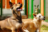 Prefeitura de SP faz evento para adoção de animais neste sábado (23/8)