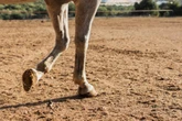 Haras de luxo e remédios: polícia apura desvio de R$ 220 milhões no RJ