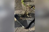 SC: jornalista flagra resgate de caninana, cobra mais veloz do país
