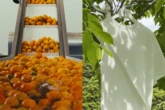 Loewe: cascas de laranja são transformadas em camiseta sustentável