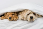 4 raças de cães que mais sofrem com o frio, segundo uma veterinária