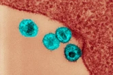 Estudo indica em quais partes do corpo o HIV se esconde