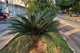 Saiba quais são as plantas tóxicas mais comuns em ruas e casas de SP