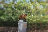 Vídeo: mulher é atacada e mordida por macaco-prego na Água Mineral
