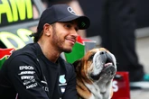 Cachorro de Lewis Hamilton, Roscoe é internado: “Horas assustadoras”