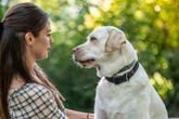 Saiba por que os tutores tendem a projetar emoções humanas nos cães
