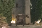 Acuado em rua sem saída, lobo-guará é resgatado no DF; vídeo