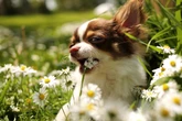 Plantas tóxicas para cães: veja as principais e evite ter em casa