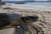 Tartaruga com linha de pesca no pescoço é resgatada em Niterói