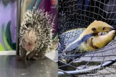Porco-espinho e tamanduá: animais silvestres são resgatados no DF
