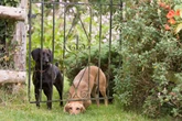 Seu cachorro fugiu? Veterinário explica como agir nessa situação