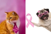 Outubro Rosa também é pet: previna o câncer de mama em cadelas e gatas